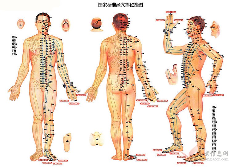 把相关穴道连缀成线即为经络系统
