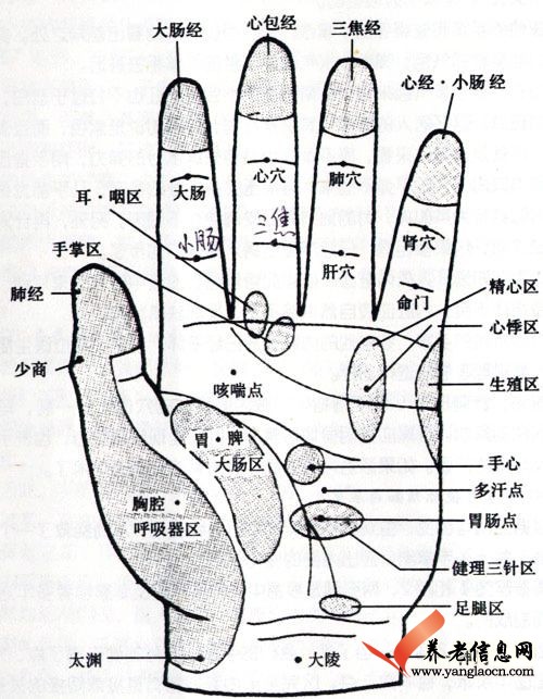 手上对应的器官图片图片