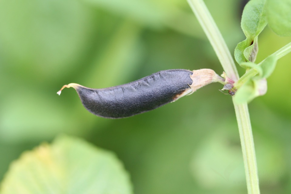 如何补养肾？黑豆煎药膳、杜仲炒猪腰