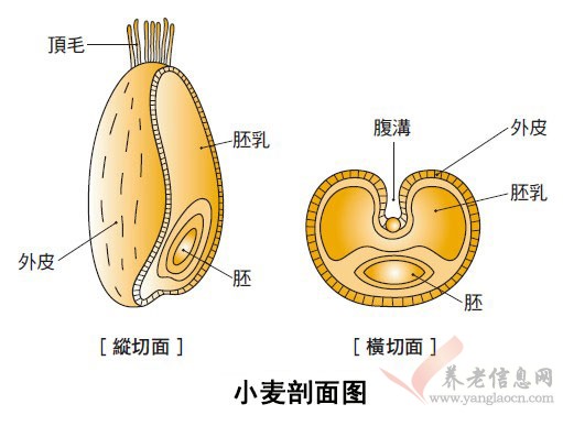 常吃小麦胚芽,可抗衰老、增进人体免疫力!