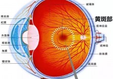警惕老年人的视力杀手：老年性黄斑变性